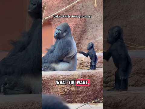 Baby Gorilla Annoying His Father ? thumbnail