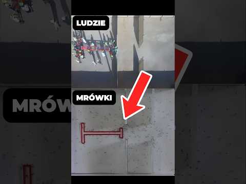Ludzie vs mrówki! 🤯 #shorts thumbnail