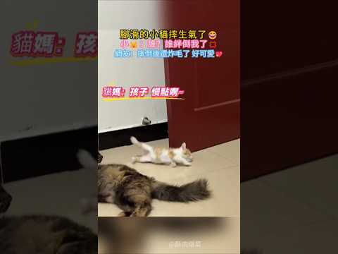 腳滑的小貓摔生氣了😳 小🐱：誰❗誰給我絆倒了💢 網友：摔倒還炸毛了 太搞笑了🤣 #cat #cute #funny #funnyshorts #shorts thumbnail