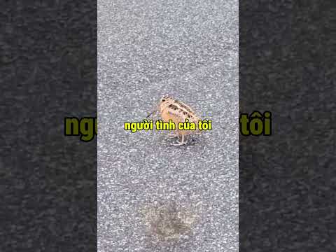 Con Chim Này Đang Nhảy Moonwalk?? 😳 thumbnail