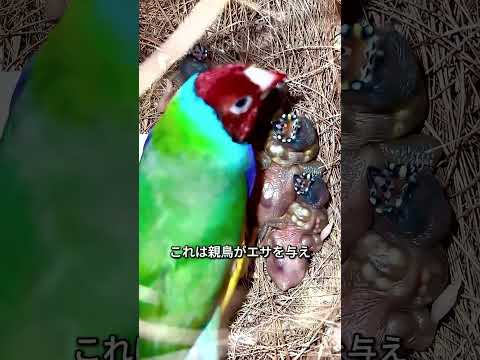 暗闇で口が光る鳥を知っていますか？ thumbnail
