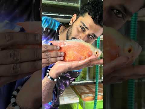 ഭാര്യയെ ഭർത്താവ് കൊന്നു കളഞ്ഞു...? | oscar fish attack | snake heads | albino giant gourami | cats thumbnail