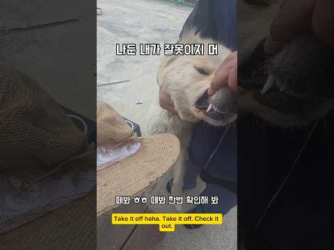 매일 쓰고다니는거 못봤어? #남해 #몽실이 #뽀끄미 #리트리버 #반려견 #모자 thumbnail