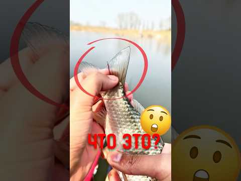 🐟 Он тянул это из рыбы? #дикаяприрода #морскиеживотные #рыба thumbnail