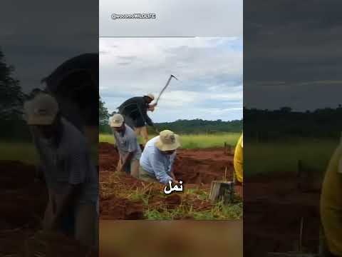 ناطحة سحاب مقلوبة.. المعجزة المختبئة تحت أقدامنا! 🐜 thumbnail
