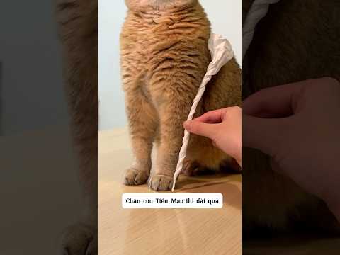 Chị gái muốn tìm ra kẻ phá vườn và cái kết thumbnail