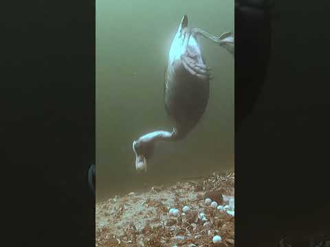 Lovely coot! thumbnail