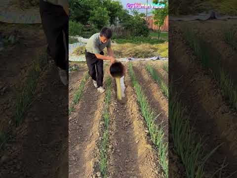 Grow green onions at low cost with ditch manure fertilization technology thumbnail