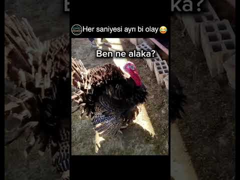 koyunun atarina koptum @senetbesiciftligi😂 thumbnail