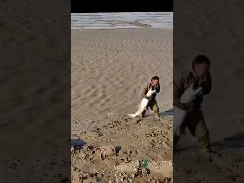 Dev Fırat Turması.Bazen Kısmet Ayağıniza Gelir Maşallah????????????(Arşivden) #fishing #carpfishing thumbnail