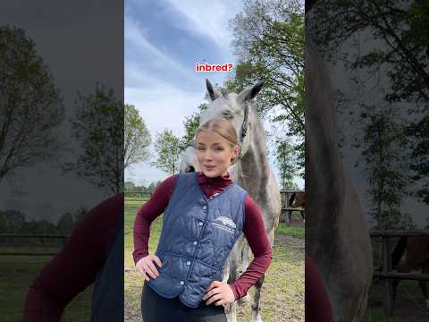 This horse is inbred 😳🐴 #equestrian #horses #horse #funnyvideo #funnyhorse #funnyanimals #funny thumbnail