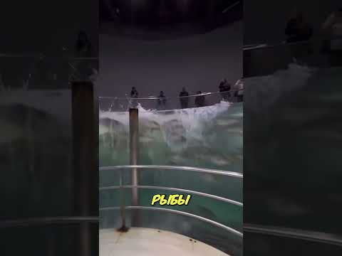 Эти Рыбы Никогда Не Спят Спокойно 🌊⚠️ thumbnail