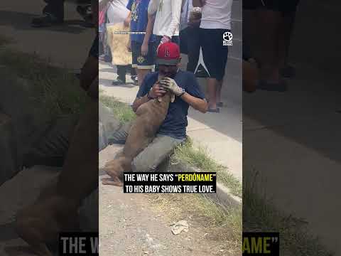 Man Reunites With Pregnant Dog After House Fire #emotional #rescue #heartwarming thumbnail