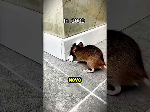 Faça isso e nunca mais tenha ratos em casa! 🐀❌ thumbnail
