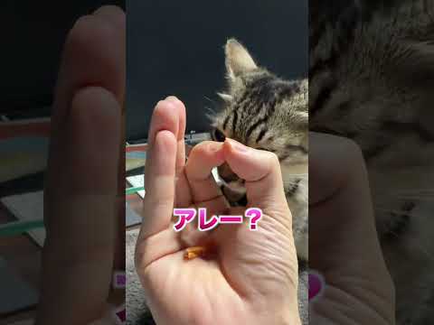 猫の賢さがわかる方法があるらしい#shorts thumbnail