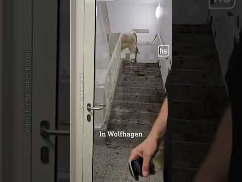 Kühe mitten im Krankenhaus 🐮 thumbnail