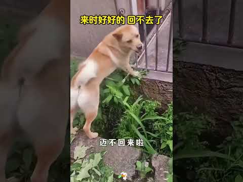 来时好好的，结果却回不去了，哈哈哈 #搞笑 #大熱門 thumbnail