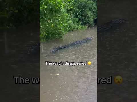 😦😦😦 (via @crocodile_watching_matara) thumbnail