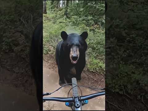 Oh My God😰Wait For End😳Poor Bear encounter🥹🥹 thumbnail