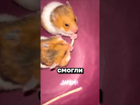 Отдай, нет ты отдай thumbnail