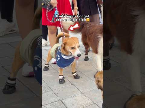 RYUKI PARTY KETEMU TEMEN-TEMEN DOGGY & KUCING‼️😍 #shorts #anjinglucu thumbnail