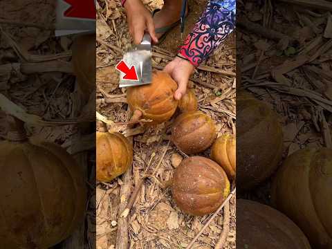 Loại quả khiến nông dân Trung Quốc đau đầu nhất #shorts thumbnail