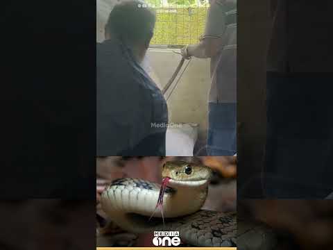 മാലിന്യ ചാക്കുകൾക്കിടയിൽ കൂറ്റൻ മൂർഖൻ പാമ്പ്; ഹരിത കർമ്മ സേന ജീവനക്കാരാണ് പാമ്പിനെ കണ്ടത് thumbnail
