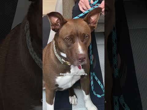 Simon Cowell Shares Why We Should Stop Stereotyping Pitties | The Dodo thumbnail