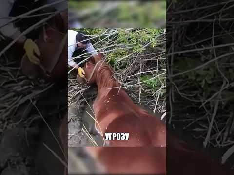 Лошадь сломала магазин РАДИ СПАСЕНИЯ😱🏡🐴 thumbnail