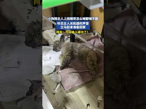 小狗陪主人上班睡觉怎么喊都喊不醒，听见主人关机器的声音立马起身准备回家 thumbnail