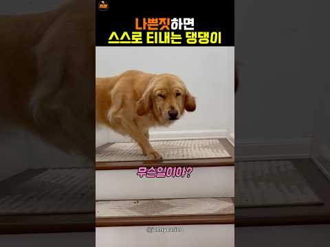 도둑이 제발저린 댕댕이🤣 thumbnail