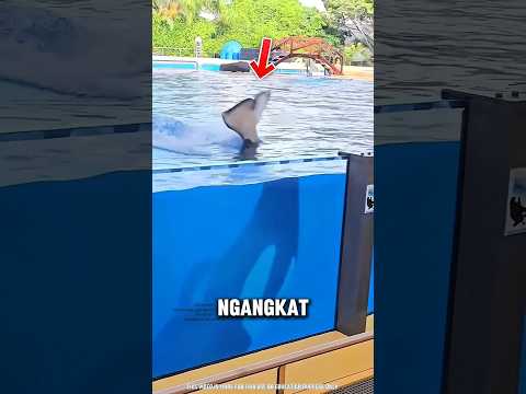 Aksi Lumba-Lumba Paling Pintar Didunia ini Bikin Kaget Semua Penonton! ?? thumbnail