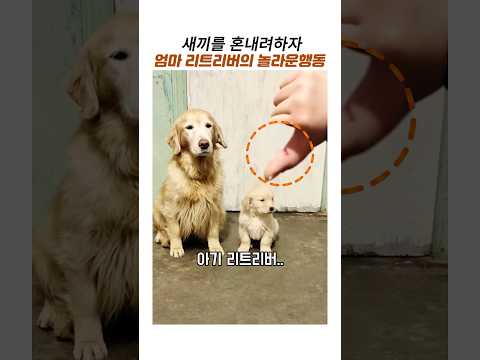 새끼를 혼내려하자 엄마리트리버의 놀라운행동#골든리트리버 #감동동물 #강아지 입질 thumbnail