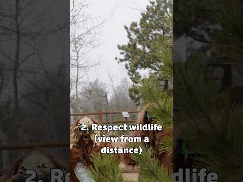 7 Ways You Can Be like Bigfoot for Earth Day! thumbnail