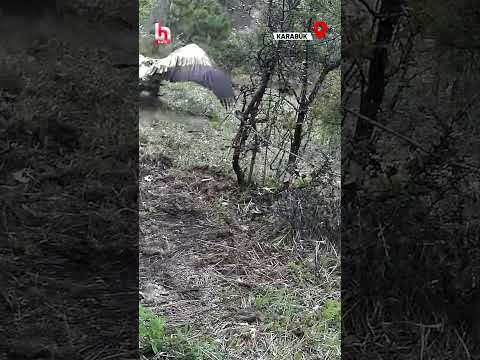 Koruma altındaki türler Karabük’te görüntülendi! Akbabalar doğada görüldü! #shorts thumbnail