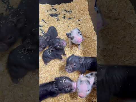 The pig is a deeply misunderstood animal#animals #funnyanimal #funny #cute #pig thumbnail