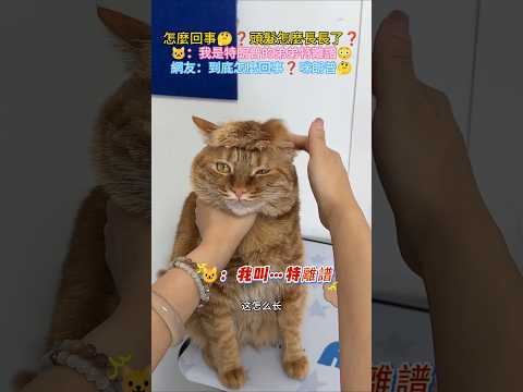 怎麼回事🤔❓貓咪頭髮這麼長😱  🐱：我是特…離譜😎 網友：到底怎麼回事啊😳❓ #cat #cute #funny #funnyshorts #cutecat thumbnail