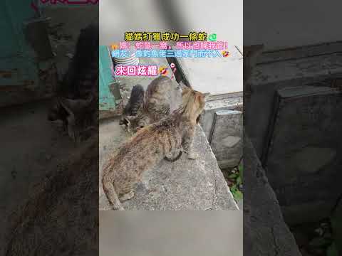 貓媽打獵成功一條蛇?❗ ?媽：蛇鼠一窩，所以也歸我管❗網友：像釣魚佬三過家門而不入? #cat #cute #funny #shorts #funnyshorts thumbnail
