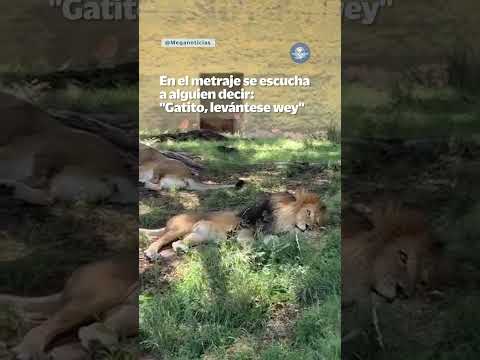¡Indignante! Lanza piedra a león para despertarlo; piden sancionar al agresor #shorts thumbnail