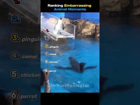 Ranking Most Embarrassing Animal Moments thumbnail