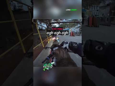 Biker Đồng Ý Nhận Nuôi Mèo Hoang Nhưng Với Một Điều Kiện ? ? thumbnail