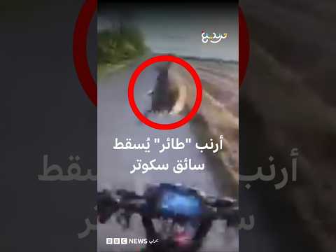 أرنب "طائر" يُسقط سائق سكوتر thumbnail
