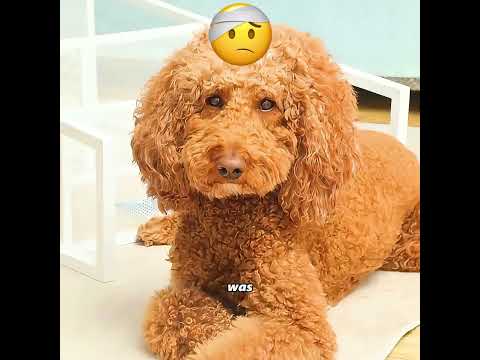 What is the normal relationship like between your pets? #pets #cute #funny #shorts thumbnail