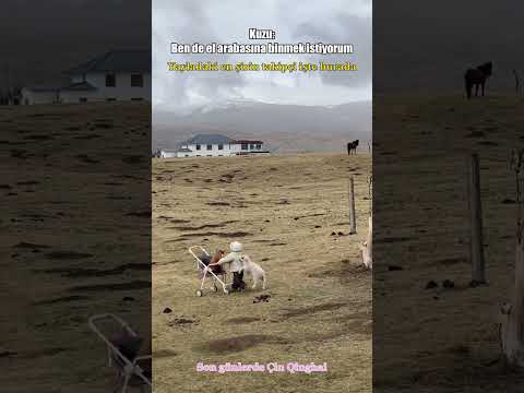Kuzu: Ben de el arabasına binmek istiyorum #shorts thumbnail