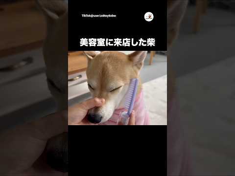 おままごとに付き合う柴犬｜PECO thumbnail