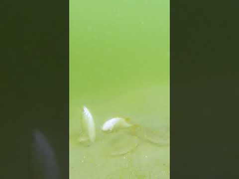 What just happened here? thumbnail