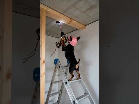 Chú chó xây biệt thự view biển #memevietnam #meme #funny #haihuoc thumbnail