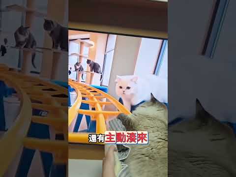 主人給小貓模擬玩雲霄飛車 thumbnail