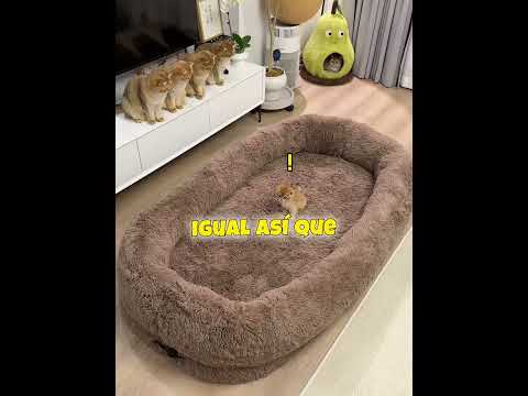 Compró una cama gigante para sus gatos… 😂😹 thumbnail
