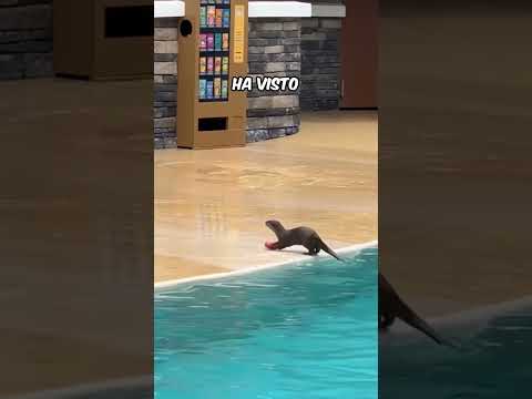 La LONTRA più INTELLIGENTE del MONDO...🥹❤️ thumbnail